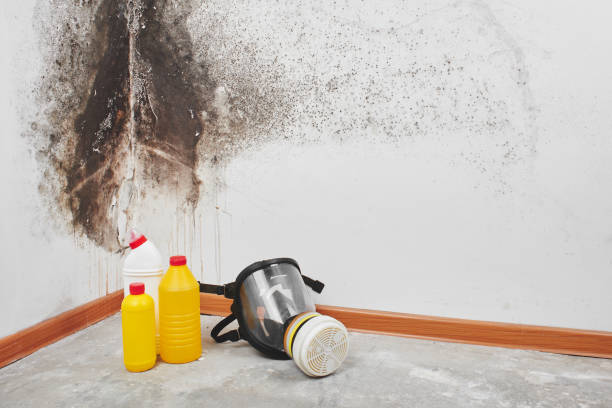 Best Toxic Mold Removal  in University Of Lifornia Santa Barbara, CA