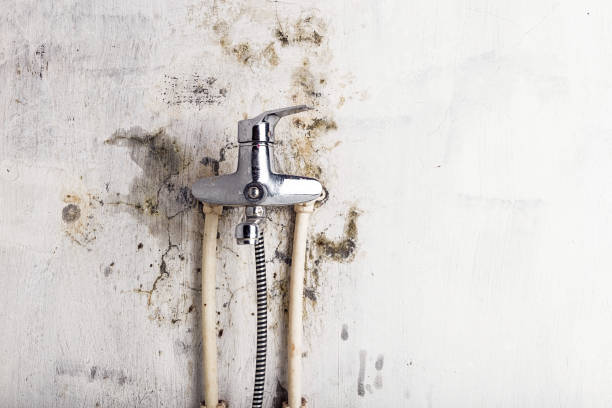 Best Professional Mold Removal  in University Of Lifornia Santa Barbara, CA