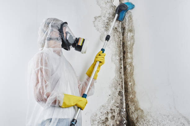 Professional Mold Removal in University Of California Santa Barbara, CA