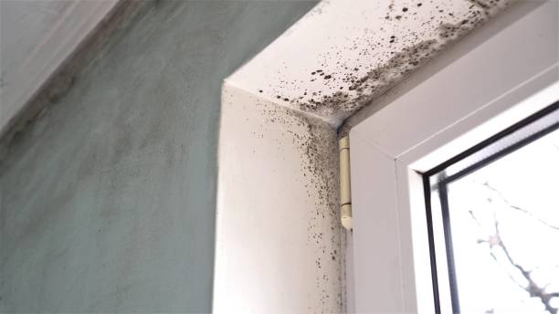 Best Certified Mold Removal  in University Of Lifornia Santa Barbara, CA