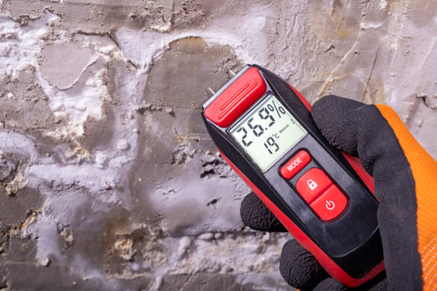 Best Home Mold Removal  in University Of Lifornia Santa Barbara, CA