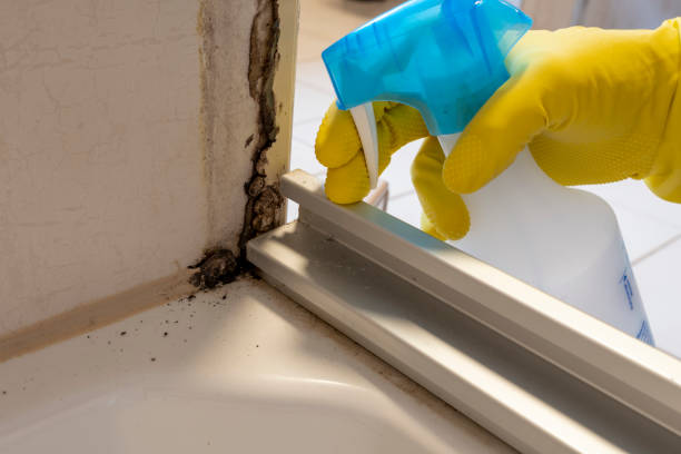 Best Residential Mold Removal  in University Of Lifornia Santa Barbara, CA