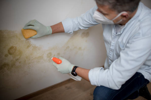 Best Best Mold Removal Companies  in University Of Lifornia Santa Barbara, CA