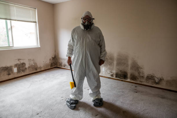 Best Attic Mold Removal  in University Of Lifornia Santa Barbara, CA