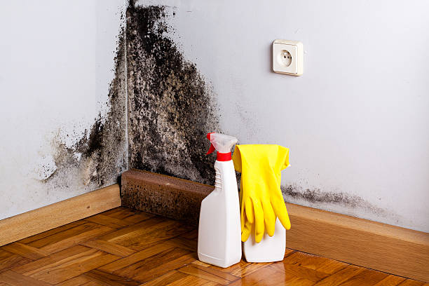Best Mold Testing  in University Of Lifornia Santa Barbara, CA