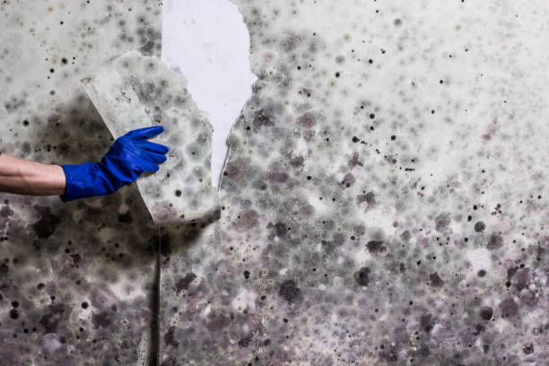  University Of Lifornia Santa Barbara, CA Mold Removal Pros